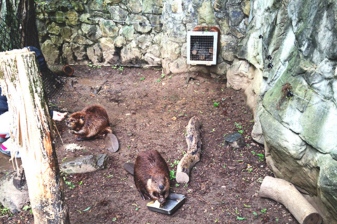 NZP – Beaver Otter Raven Exhibit
